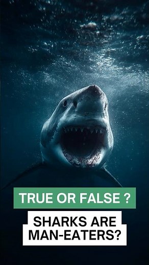 Sharks Eat Humans - True or False ? 🦈❌