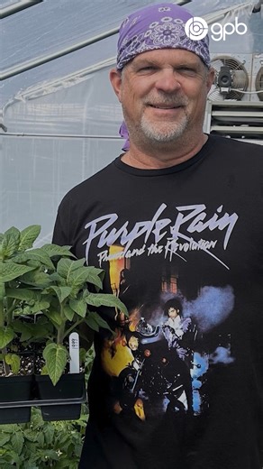 1.1K views · 17 reactions | When Bill Yoder developed a new tomato variety that turned out to be a deep, vibrant purple, the name was obvious—he had to name it after his favorite musician, Prince. That moment sparked a new passion: creating unique tomato breeds inspired by the artists he loves. #gardening #farming #music #tomatoes | Georgia Public Broadcasting | Facebook