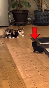 5.7K views · 163 reactions | Run  First time they met  #catanddog #animals #funnypets | Cat and Dog | Facebook