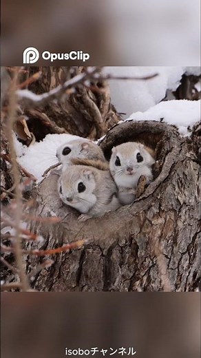 Meet the Siberian Flying Squirrel: Nature's Fluffiest Pilot!