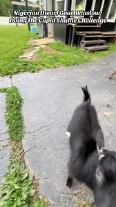 Our Mini Goat, Winslow, Doing The Cupid Shuffle Challenge #nigeriandwarfgoats #goats #petstagram #minigoats #cupidshuffle #cupidshufflechallenge #dancechallenge #dancetrend #farmanimals #minigoats | Skeletons on Kerth Road