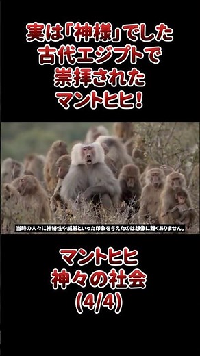 実は「神様」でした古代エジプトで崇拝されたマントヒヒ！