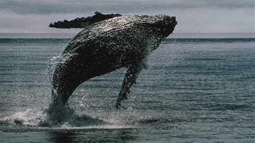 Bitcoin News: BTC Whales Wake Up From 14-Year Slumber to Move Over $2B of BTC, On-Chain Data Show