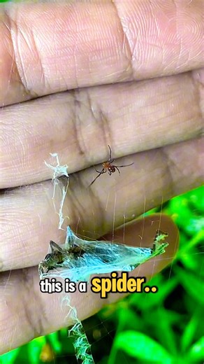 Spider #shorts #trending #viral