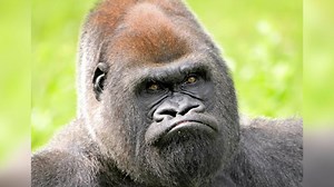 2020’s grumpiest animals show they hate the year just as much as you do