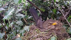 Although blackbirds can start nesting early in the Spring, many will have several broods, meaning they are incubating and feeding young well into summer months. Birdsy is a great way of monitoring a nest, giving you a live view and saving video clips of the action. These can easily be saved and uploaded to share. Watch more Birdsy cams at www.birdsy.com #Blackbird #Nest #Birds #Nature #Wildlife | Birdsy