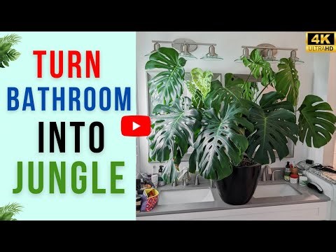 Top 15 Bathroom Plants That Love Humidity | Turn Bathroom Into Jungle