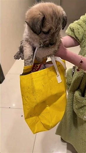 He Ran to Me#Rescue#Adopt#DogLife#StreetDog#Heartwarming#NewHome#Pet#Cute#Wholesome