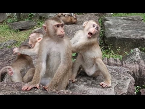 Gorgeous little monkeys daily activity - Wildlife Video