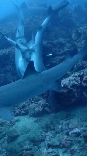 1.7M views · 10K reactions | Shark mating! #fbreelsvideo #viral #sharkmating #viralreels #RenzSpearfishing | Renz Spearfishing | Facebook