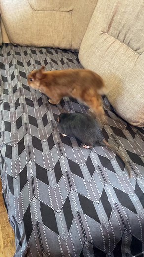 204K views · 5.6K reactions | I had a rabbit and a rat who were friends for a long time, they slept together, soul to soul. At one point he gnaws at his bottom and the rabbit goes to another world from pain((be careful with their friendship, keep an eye on them | Snuggly Rats | Facebook