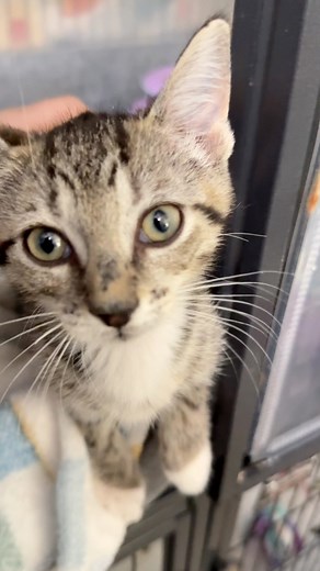 End of day snuggles with the ringworm kittens ❤️ For anyone who might be concerned: They are (probably) not contagious anymore and there have been no new lesions - but with other kittens and my own cats in the house I do take extra precautions. After snuggle time I immediately shower and change before handling anyone else. 🐾 You can help by following us & liking posts 🐾 Venmo & PayPal: enckittennursery 🐾 Zelle: enckittennursery@gmail.com 🐾 Click on the Linktree in bio for Amazon 💕We are alw