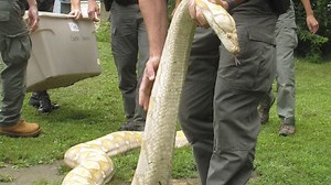 Missing grandmother's body found inside python after being swallowed whole