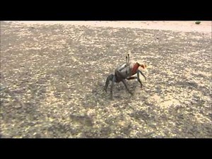 다큐동화 달팽이 - Dalgo_집으로_#002