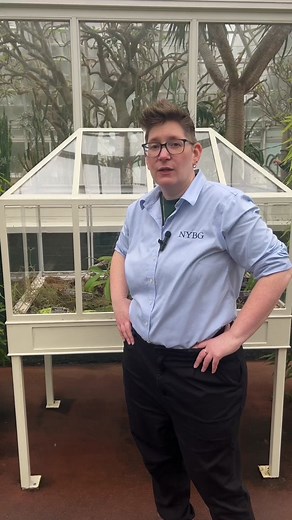 While most carnivorous plants feed on small insects, there are some that can have a bigger appetite 👀 We’ve got some juicy facts to share, and be sure to come check them out in the Conservatory 🌱#carnivorousplant #andnowyoulearnedathing #plantsoftiktok #learnedontiktok