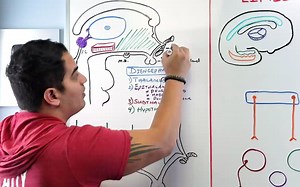 下丘脑 Neurology _ Hypothalamus Anatomy & Function [hgoa_ZxX5Sg]