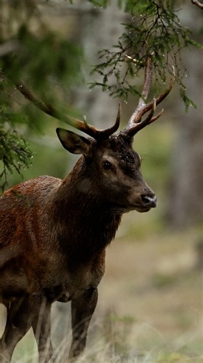 The Deer Rut 🦌 After spending several days in the Aubrac with Théo Bonnefous, I was finally able to record the deer rut for the first time. I had already heard it once in the Vosges, but this time I was right in the heart of the forest, where the sound resonates. The rut is the series of deep, hoarse calls that stags make in autumn. Through these calls, the stag signals his presence to the females while also trying to deter any rivals from approaching his territory or his group of hinds. Depend