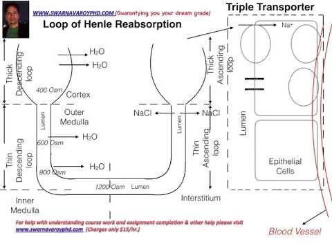 Loop of Henle functions (Na-K-Cl cotransporter, NKCC, Loop diuretics)