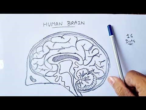 How to draw human brain diagram
