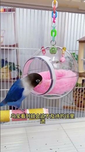 Amazing Lovebirds Glass Nest House 🐦 | Cute Lovebirds Nesting & Bird Cage Setup