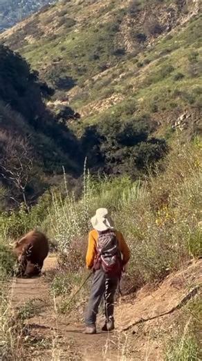 A bear attacked a tourist🐻🏃😭#shorts #youtube #bear #attack #animals #wildlife #viral #horror