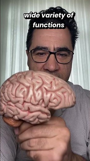 How the Prefrontal Cortex Makes You Human