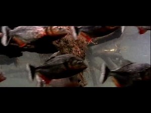 Attaque en DIRECT des PIRANHAS végétariens !!!