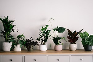 What do you need to propagate a plant?
