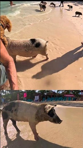 Pig Beach Bahamas - Athol Island