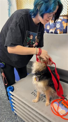 🐶 Spot On! Dog Training is officially CPR ready! 🐶 We had an awesome CPR & First Aid class with Chip from Alpha Dogs—huge thanks for the hands-on learning and expert instruction! 🙌 👏 Big congrats to Alexia, Gabe, Alaina, Kayla, and Kai, who are now CPR certified and better prepared to keep your dogs safe in an emergency. Education like this helps us create a safer, calmer environment for every pup we work with 💙🐕 🩺 Dog CPR & First Aid Facts: • CPR can be lifesaving during emergencies like