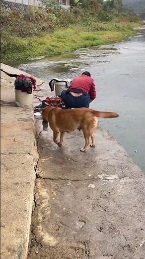 Big Yellow is really smart! #You don't know the joy of owning a dog until you own one