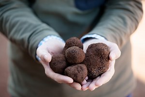 Truffle Hunting Family | Gavin Booth and Mel Booth, Truffle Growers and Hunters