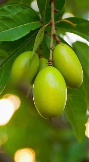 Hog Plum (Ambarella) Fruit Timelapse | From Seed to Harvest | Rare Tropical Fruit.