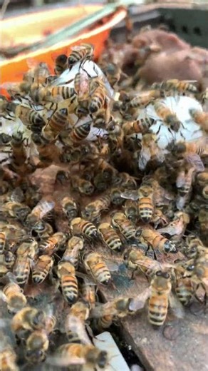 “First Moments After Queen Bee Release in a New Hive”