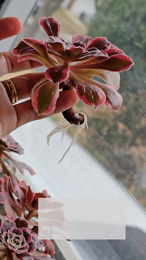 Aeonium Cuttings Water Propagation #njandtxgarden #aeonium #propagation #plants #Garden #aeoniumcuttingspropagation #cuttingspropagation #waterpropagation #succulents | NJ and TX Garden | Facebook