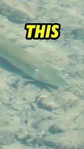 THE SECRET TO CATCHING MONSTER FISH 😂 // #musky #muskyfishing #pike #pikefishing #predatorfishing #esox #pesca #fiske #northernpike #muskellunge #bassfishing #bigbass #giantbass #fishing #pondfishing #fishon #fishinglife #fishingdaily #fishinglures #fishingtime #fishingfun #fishingtime #bigbassonly #bigbassfishing #njfishing #rods #fishing🐟 #fishingrod #bigbassenergy #hugebass #bassfishingislife | Dkam Fishing