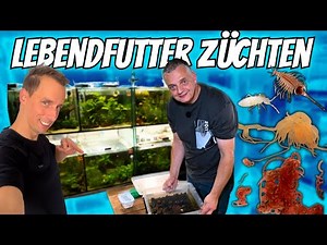 Live food for ornamental fish – this is how professional Christian Vetter breeds it.