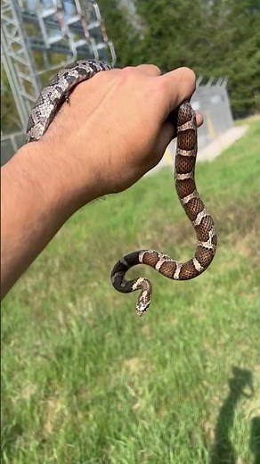 Finding an eastern milk snake