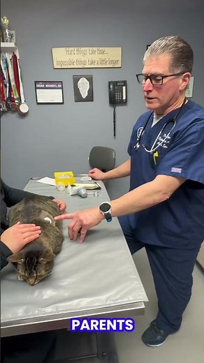 Using a Freestyle Libre to monitor blood glucose levels in pets.