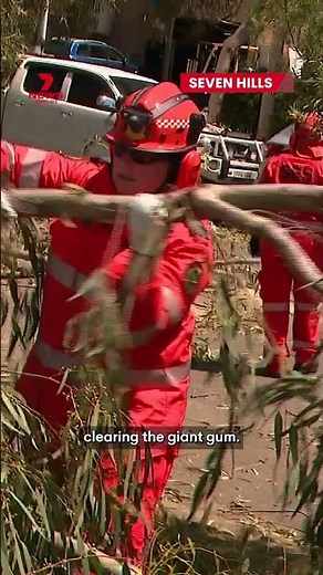Massive gum tree falls on two Subarus in Seven Hills, Sydney