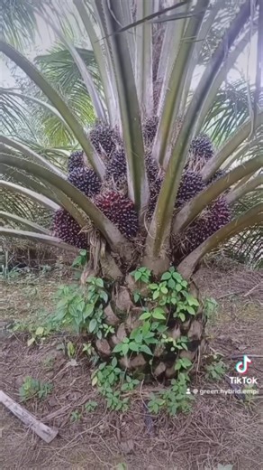 2.9K reactions · 79 shares | The truth about oil palm profitability. One hectare of oil palm at peak can give you 4–5 tons of palm oil annually. At today’s market price, that’s ₦1.2m – ₦1.5m gross per hectare per year. Multiply that by 10 hectares, and you see why oil palm is called a “retirement crop.” The key is starting right with quality seedlings. 08141156233 Send us a DM on WhatsApp to get started. | Green Hybrid Empire Ltd | Facebook