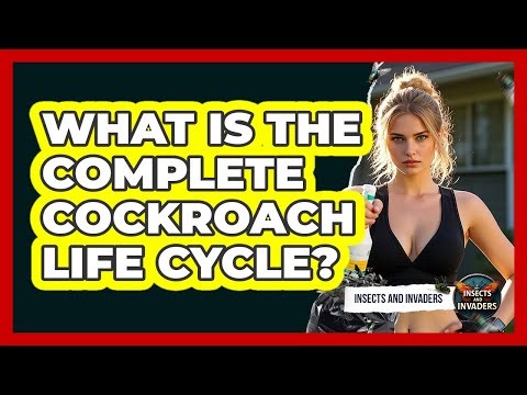 What Is The Complete Cockroach Life Cycle? - Insects and Invaders