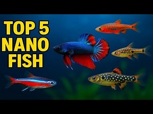 7 Nano Fish That Will Transform Your Small Tank! Do You Know #1?
