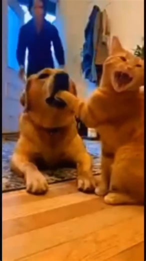 Lillu🤣 on Instagram: "Dogs and cats fight (or at least look like they’re about to throw paws 🥊) for a mix of instinctual, evolutionary, and everyday household reasons. It’s not because they truly “hate” each other — most of the time, it’s just wired into their DNA from thousands of years ago! 1. Evolutionary Instincts: Predator vs. Potential Prey Dogs come from wolves — natural hunters and pack animals. Their brains are hardwired with a strong prey drive: anything small, fast, and running away