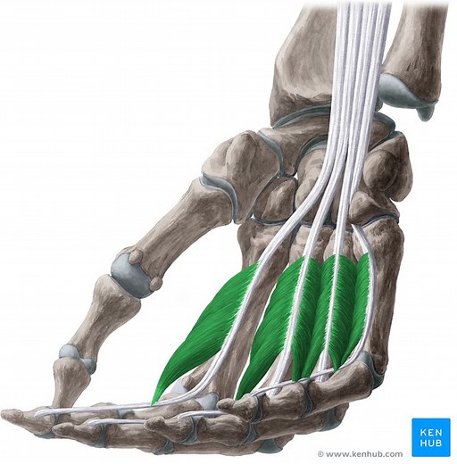Musculi lumbricales manus