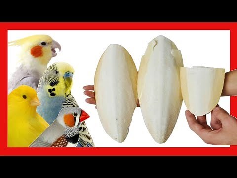Bone cuttlebone for birds 🐤 Natural calcium for breeding canaries and birds