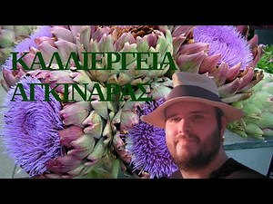 ΚΑΛΛΙΕΡΓΕΙΑ ΑΓΚΙΝΑΡΑΣ OGEOPONOS.FARM ΟΝΟΥΦΡΙΟΣ ΔΗΜΗΤΡΑΣ