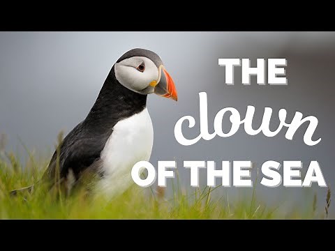 Atlantic Puffin | The Clown of the Sea
