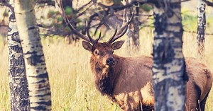 1st round of elk hunt over, one illegal harvest