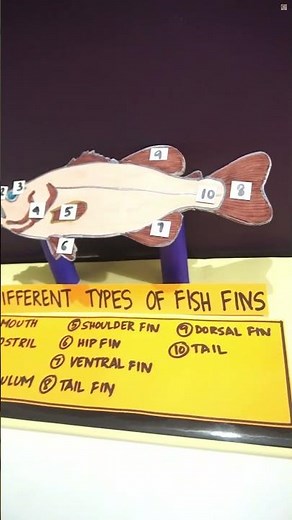 Types of Fish Fins 3D Model | DIY Biology Project | School Science Exhibition Idea | 3D Fish Fins